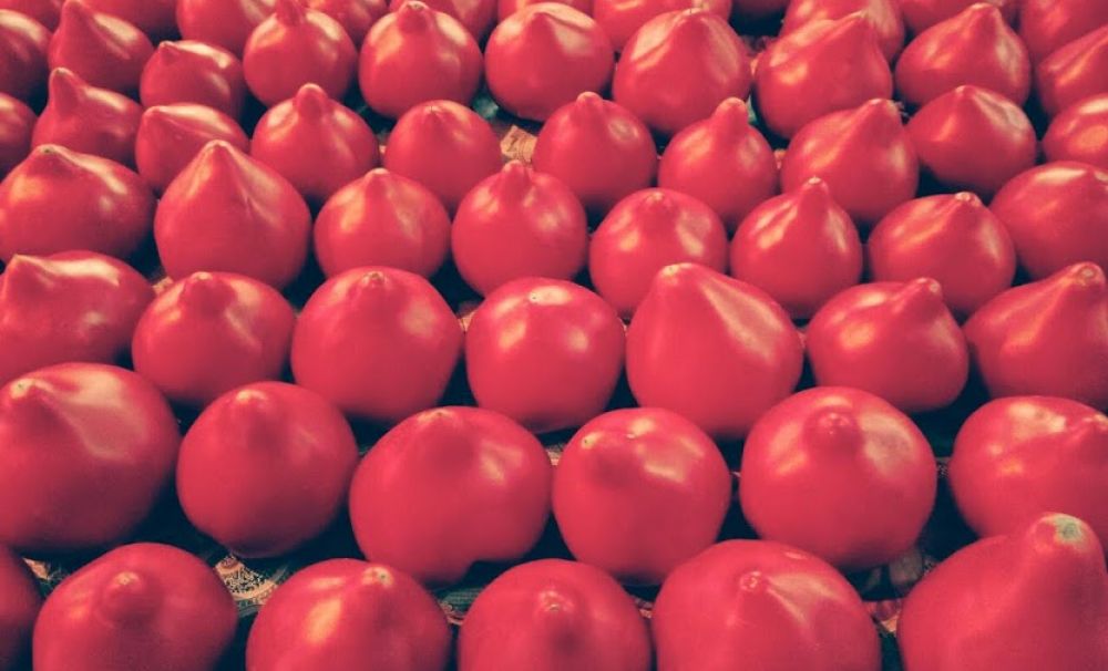 Producţie bună de tomate, în Izbiceni-Olt!   Preţul scade de la o zi la alta